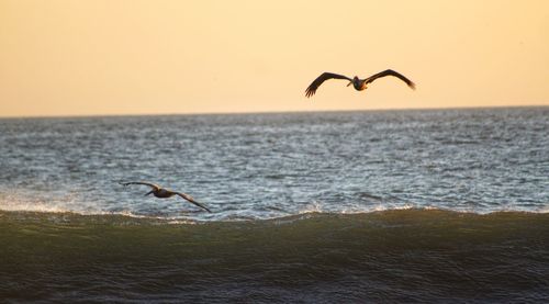 Seagull flying over sea against sky