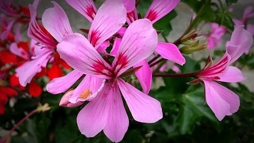Close-up of pink flower