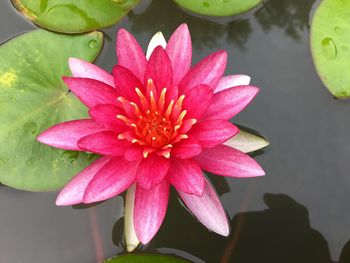 Close-up of pink water lily blooming outdoors