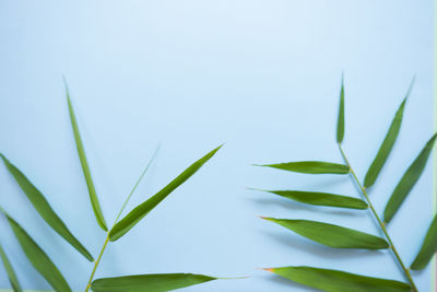 Close-up of fresh green plant against sky