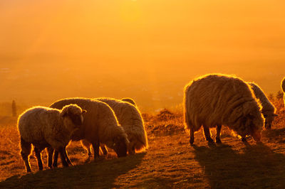 Sheep grazing in a field