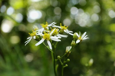 Close-up of white flowering plant