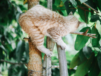 Close-up of a cat on tree