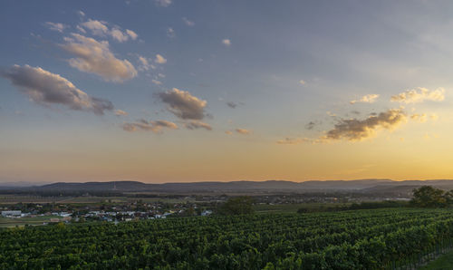 Scenic view of agricultural field against sky during sunset