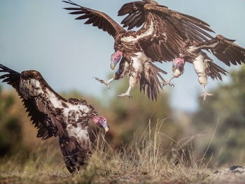 Birds flying over a field