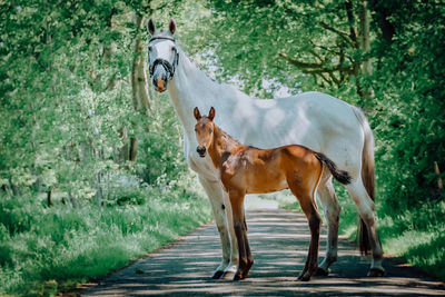 Horse standing in a garden