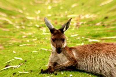 Dog on grassy field