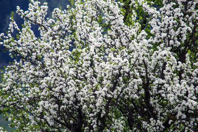 Low angle view of white flowering tree