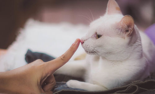 Midsection of person with cat