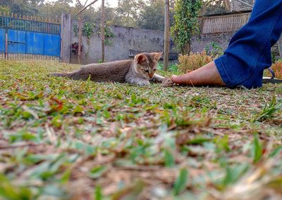 Dog with person in mouth