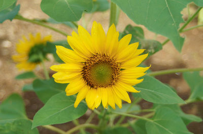 Close-up of yellow sunflower