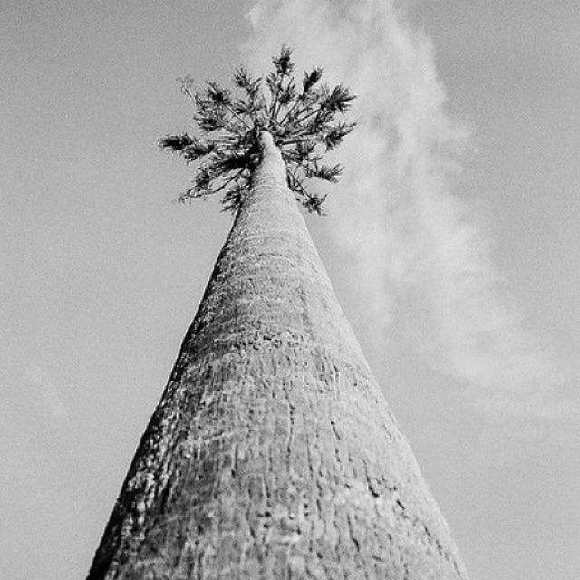 low angle view, palm tree, tree, sky, tree trunk, growth, nature, tall - high, tranquility, beauty in nature, day, no people, outdoors, single tree, clear sky, tall, tranquil scene, branch, cloud - sky, scenics