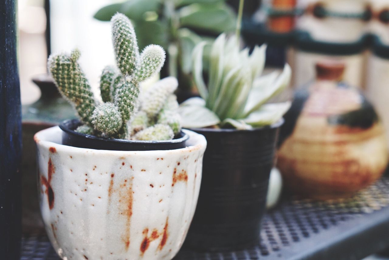 POTTED PLANT ON TABLE