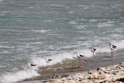 Seagulls on beach