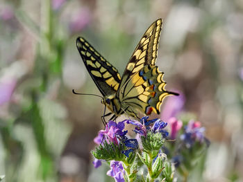 Swallowtail butterfly, papilio machaon, near xativa, spain