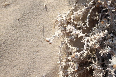 Close up of sand