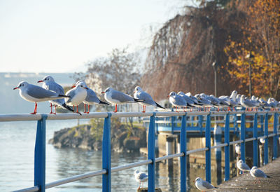 Birds perching by sea against sky