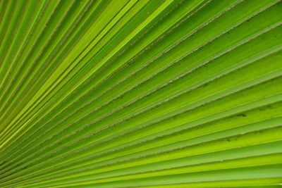 Full frame shot of palm leaf