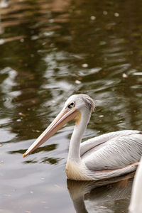 Close-up of pelican on lake