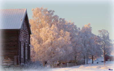 Trees by building against sky during winter