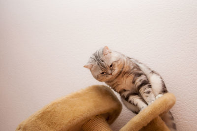 Low angle view of cat on furry table against wall