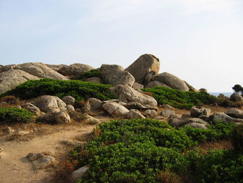 Lizard on rock against sky