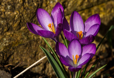 Close-up of purple crocus blooming outdoors