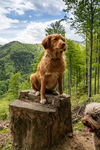 Portrait of dog on rock