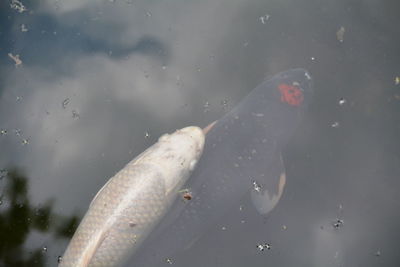 High angle view of fish swimming in pond