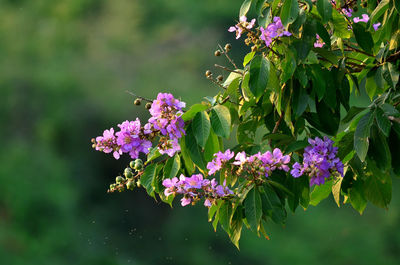 Close-up of purple flowering plant