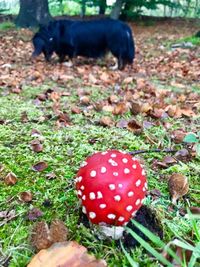 Close-up of mushroom on field