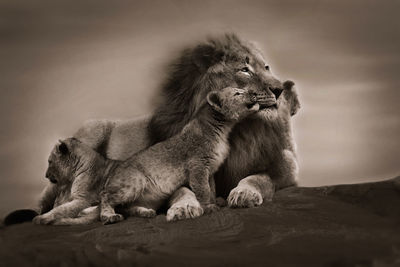 Lion sitting on rock looking away