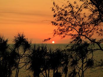 Silhouette of trees at sunset