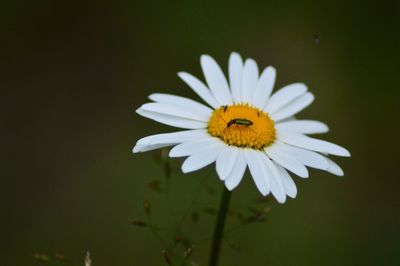 Close-up of insect on white daisy flower