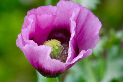 Close-up of pink flowers