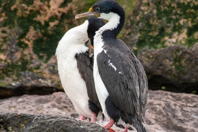 Bird perching on rock