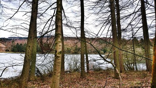 Bare trees in forest during winter