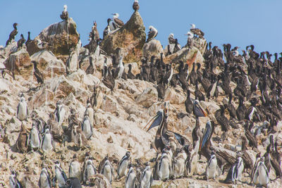 Bird colony on rocks