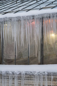 Poor thermal insulation at botanical garden or greenhouse building. orangery wall with sharp icicles