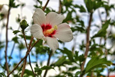 Close-up of white hibiscus flower