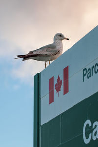 Low angle view of seagull perching on wall