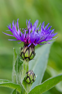 Close-up of insect on purple flower