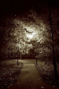 Footpath amidst trees