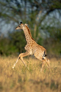 Portrait of cheetah walking on field