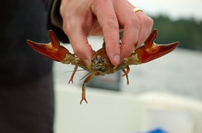 Close-up of hand holding crab