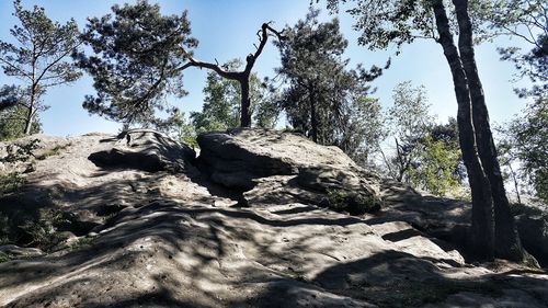 Low angle view of rocks on trees against sky