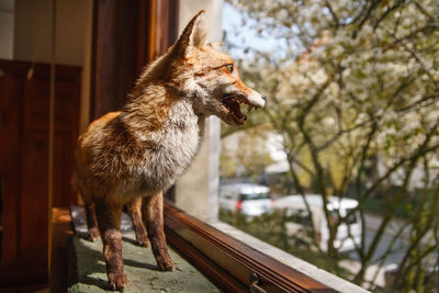 Fox taxidermy at window sill