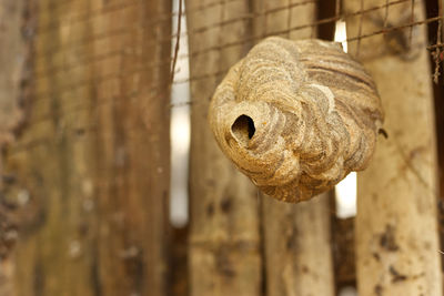 Close-up of rusty metal hanging on wood against wall