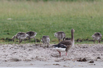 Ducks on a field