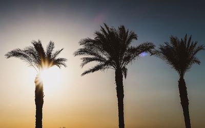 Low angle view of palm trees against sky during sunset